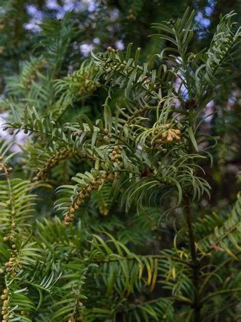 What Is A Japanese Plum Yew: Learn About Japanese Plum Yew Care