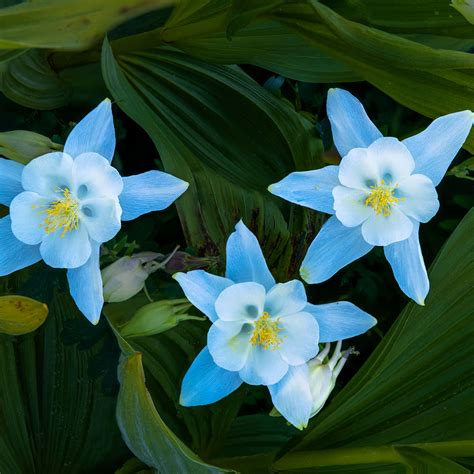 Europe View 的图像结果