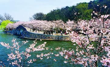 2016无锡太湖鼋头渚国际樱花节