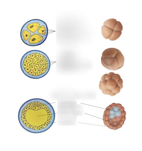 Image result for Pre-Embryonic Development