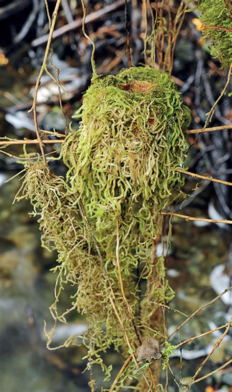 ‘Chile’s hummingbirds make ‘living nests’ that secure them from ...