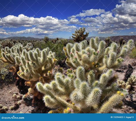 Cholla Cactus Garden stock image. Image of park, pink - 15294423