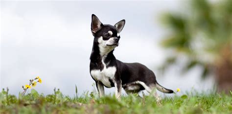 Chihuahua Dog breed