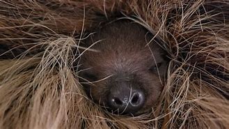 Image result for Cincinnati zoo welcomes first baby sloth