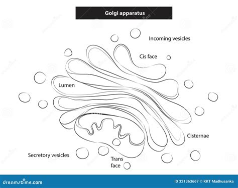 Dictyosome stock vector. Illustration of transmitter - 321363667