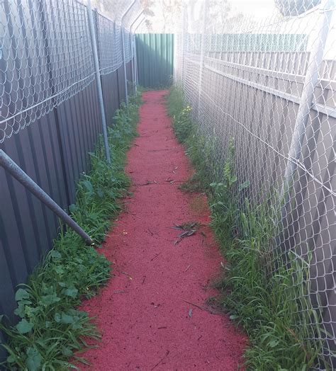 Pet safe weed control : r/GardeningAustralia