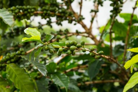 Close-up of unripe coffee cherries growing on tree | Free Photo