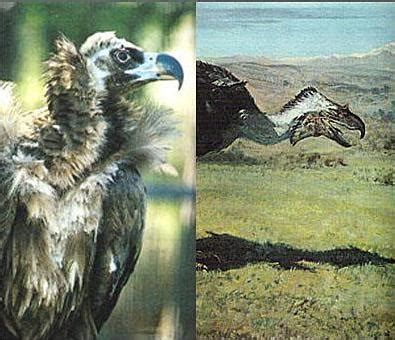 Kelenken 鸟或恐鸟 — 图库照片©CoreyFord＃72528273