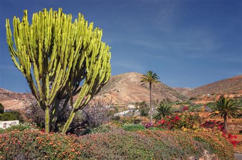 10 Most Beautiful Types of Plants in Savanna (with Pictures)