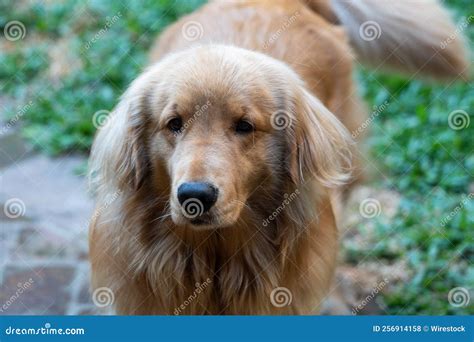 Cute and Fluffy Golden Retriever Dog Looking at the Camera Outdoors ...