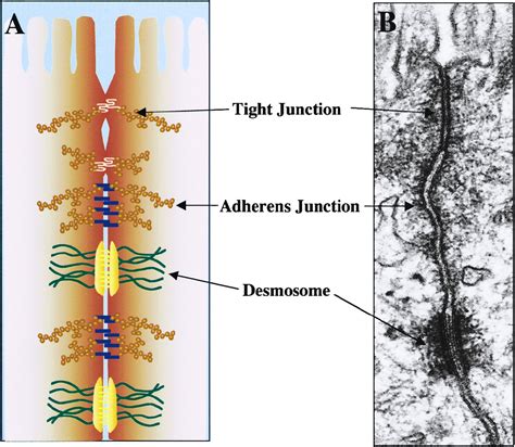 What Are The Types Of Cell Junctions / Anatomy & Physiology 211 ...