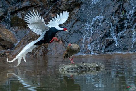 中国鸟网2020年首届“黄腹角雉杯”国际观鸟摄影大赛环境组获奖作品