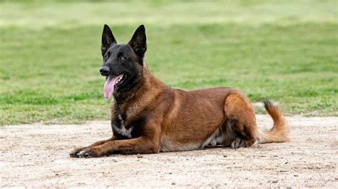 7 Guard Dog Breeds With Exceptional Loyalty And Protective Instincts EN Pet YOLO
