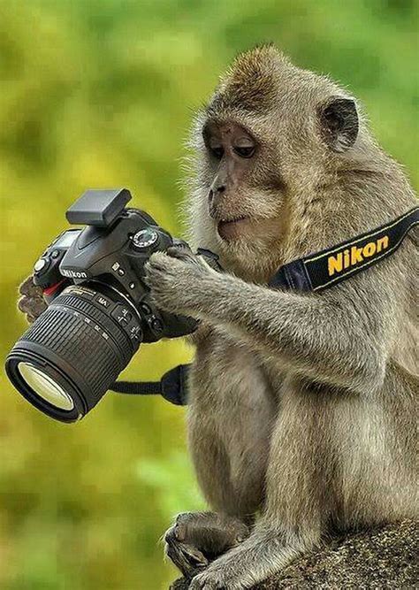 Image result for Monkey Camera Not Working PC