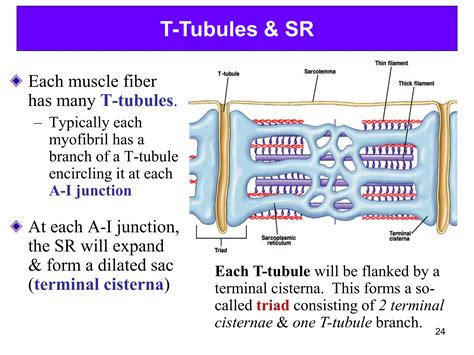 Unit Three - Excitable Tissues (Muscle).ppt