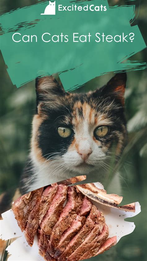 Best 13 Can Cats Eat Raw Fish? Vet Approved Nutritional Facts & FAQ ...