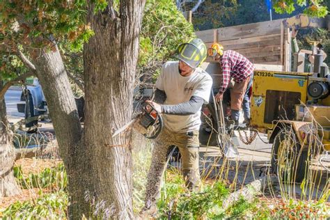 Local Tree Removal Companies 的图像结果