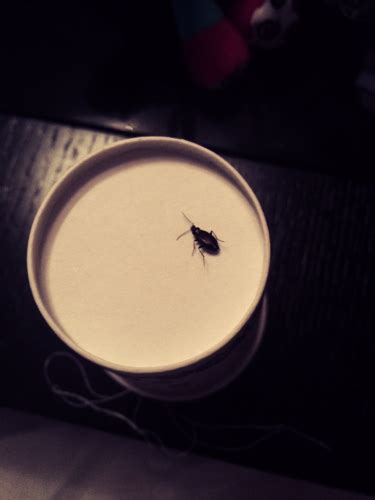 最近家里发现了好多黑色硬壳虫，是蟑螂吗？怎么出来的？_百度知道