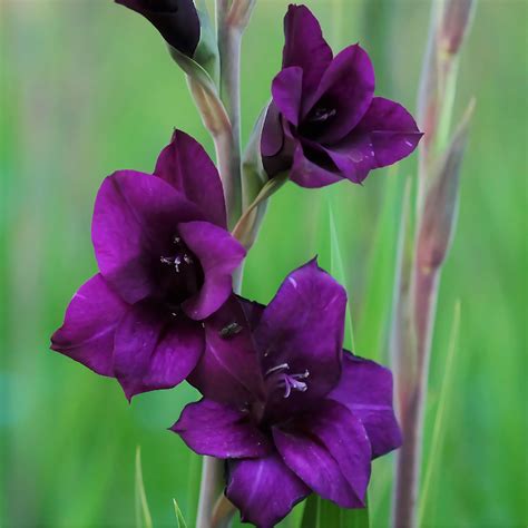 Gladiolus Purple Flora | Tall Purple Gladiolus Corms – Easy To Grow Bulbs