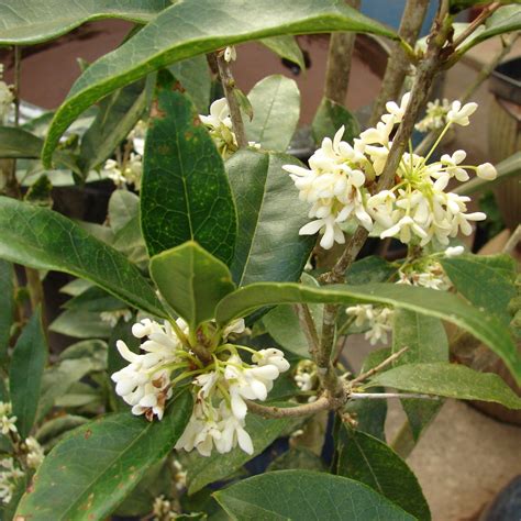 Fragrant Tea Olive The Unmatched Fragrance Of Tea Olive