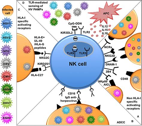 Frontiers | Human NK Cells and Herpesviruses: Mechanisms of Recognition ...