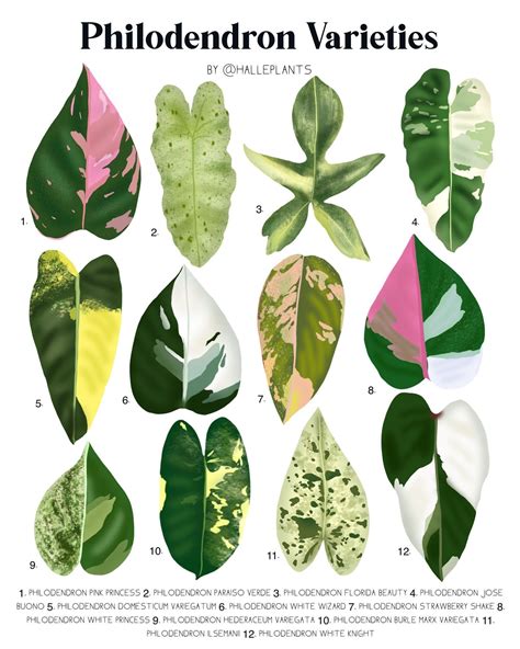 Variegated Philodendron Varieties Plant Identification Chart Digital ...
