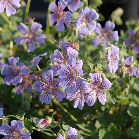 Plants that deter wasps: 10 plants to add to your patio now | Ideal Home