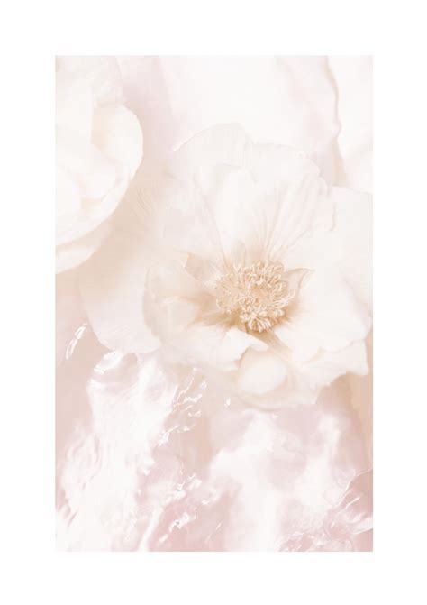 Faded Roses Romantic Floral Poster | Poster Store NZ