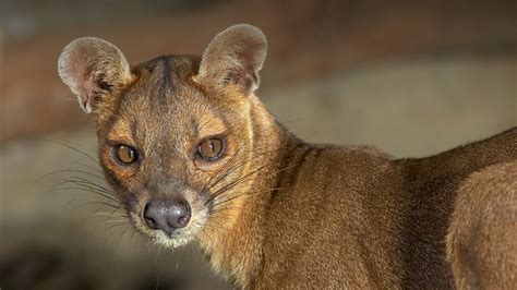 Fossa | San Diego Zoo Animals & Plants