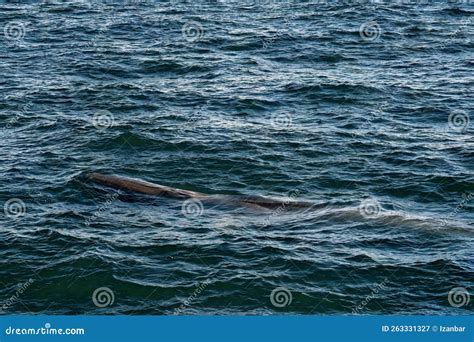 Fin Whales Seen Off of Cape Cod Whale Watching Tour Stock Image - Image ...