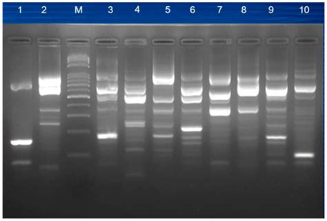 Detection of Plasmid-Mediated β-Lactamase Genes and Emergence of a ...