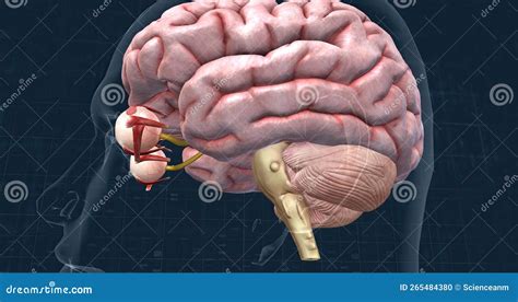 Image result for How Does Vision Work