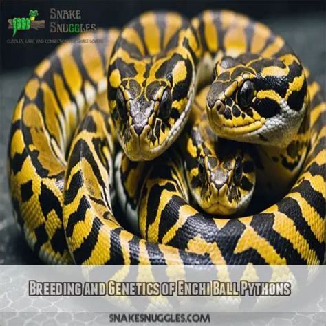 Image result for Ivory Enchi Ball Python