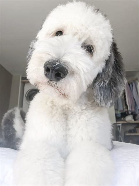 Sheepadoodle Grooming: What To Ask Groomers For - Chrissy Marie Blog