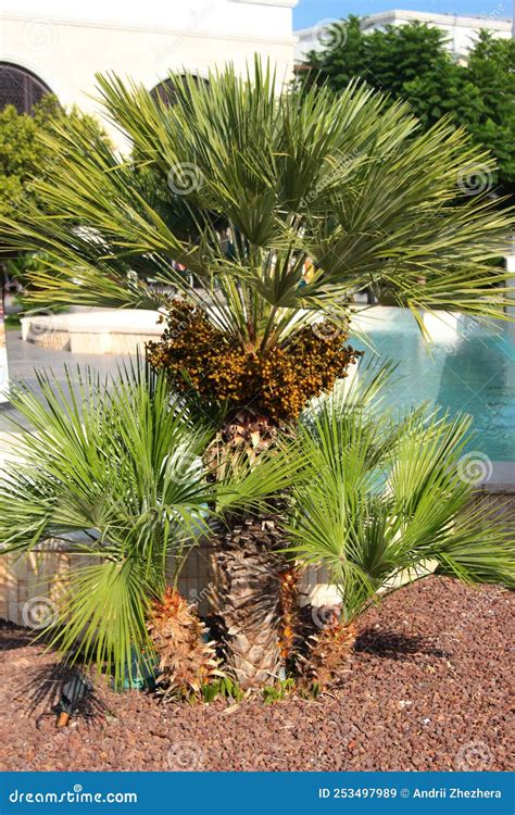 Chamaerops Humilis, or European Fan Palm Tree Stock Image - Image of ...