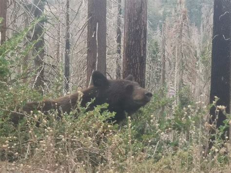 YOSEMITE SCENIC WONDERS (Yosemite National Park) - Campground Reviews ...