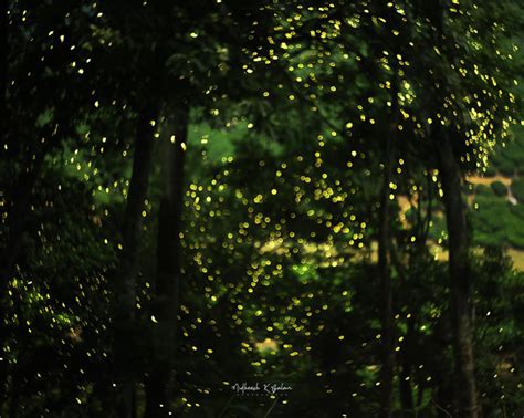 Where have all the fireflies gone?