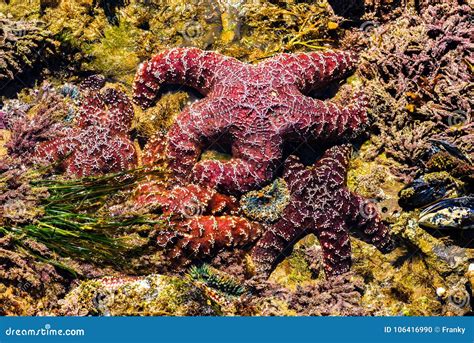 Ochre Starfish Pisaster Ochraceus Crystal Cove State Park, Lag Stock ...