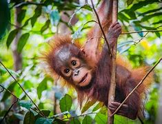 Image result for Cutest Baby Animals of All Time