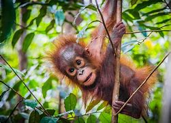 Image result for Most Cutest Animals in the World