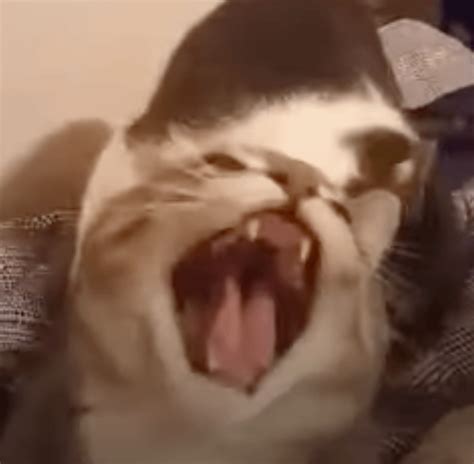 Image result for Rust Meme Base Design