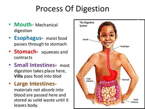 Digestion Process 的图像结果