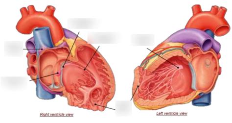 Image result for Cardiac Conduction System Flowchart