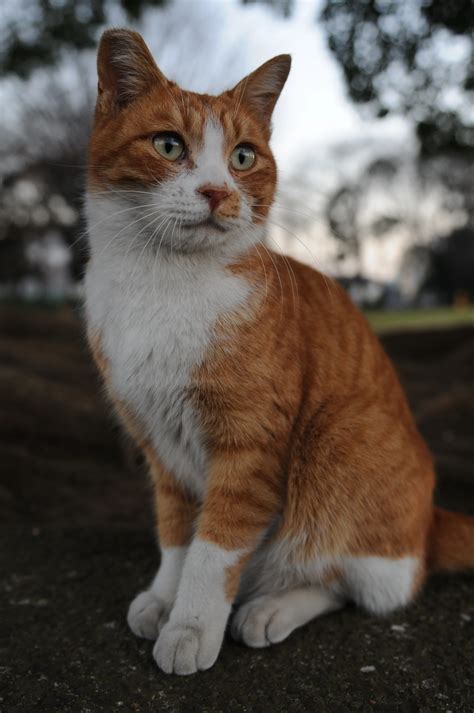 File:Orange and white tabby cat-Portrait-Hisashi-01.jpg