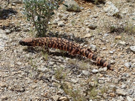 Esqueleto Do Monstro De Gila Monstro De Gila Fatos, Dieta, Habitat E