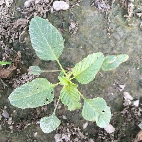 Image result for Arduino Weed Identifier Python