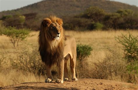 THE ANIMAL WILDLIFE: SINGA AFRIKA (africa lions )