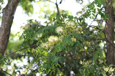 Herbarium JCB
