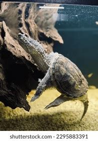 Snapping Turtle Hunting 的图像结果