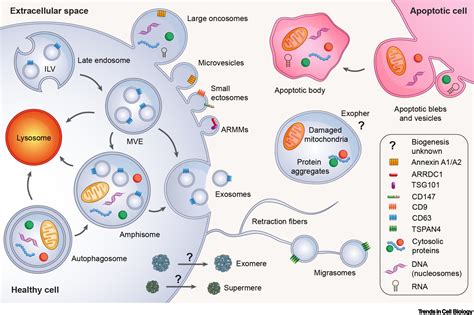 Extracellular vesicles and nanoparticles: emerging complexities: Trends ...